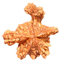 Savar Rudraksha